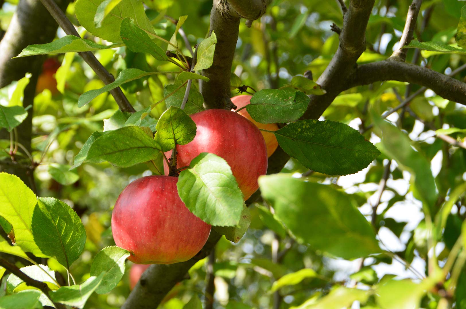 jesienne nawożenie w ogrodzie